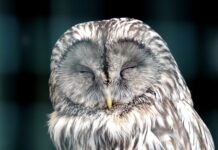 Czy można puszczać Race? Czy można puszczać Race?