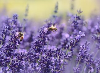 Dlaczego pszczoły zbierają się na Wylotku?