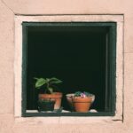 Kiedy podlewać tuje rano czy wieczorem?