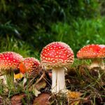 Czy od kominka można się zatruć?