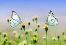 Jak stoi para młoda w kościele? Jak stoi para młoda w kościele?
